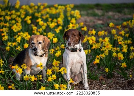 Beagle and German pointer dogs sitting in Yellow daffodils on a spring day in Central Park NYC