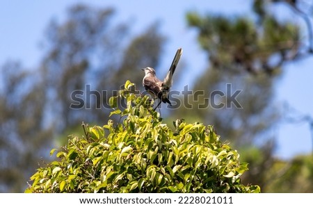Photograph of a beautiful Chalk-browed mockingbird.