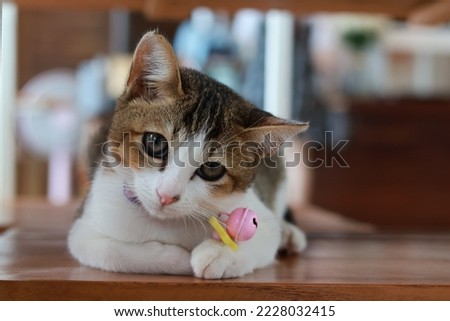 An adorable kitten is wondering about you Royalty-Free Stock Photo #2228032415