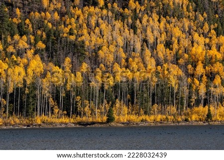 Pando Tree, Aspen Tree, fall season in Utah Royalty-Free Stock Photo #2228032439