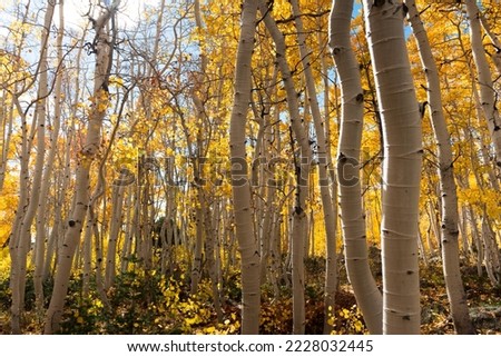 Pando Tree, Aspen Tree, fall season in Utah Royalty-Free Stock Photo #2228032445
