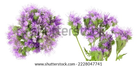 Phacelia flower isolated on white background with full depth of field. Top view. Flat lay Royalty-Free Stock Photo #2228047741