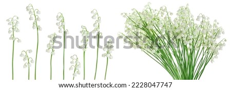 Lilly of the valley flowers isolated on white background with full depth of field