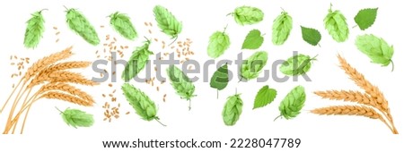 hop cones with ears of wheat isolated on white background close-up. Top view. Flat lay pattern Royalty-Free Stock Photo #2228047789