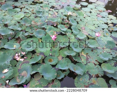 Nymphaea is a genus of hardy and tender aquatic plants in the family Nymphaeaceae. The genus has a cosmopolitan distribution. Many species are cultivated as ornamental plants, and many cu