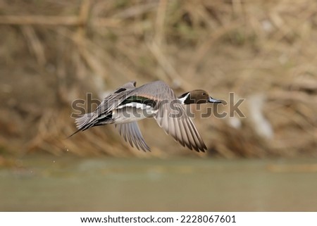 Northern Pintail (Anas acuta), European and American duck.