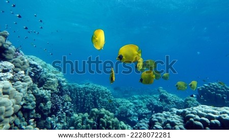 Masked butterflyfish. Fish - a type of bone fish Osteichthyes. Butterfly fish Chaetodontidae. Masked butterfly fish. Royalty-Free Stock Photo #2228072281