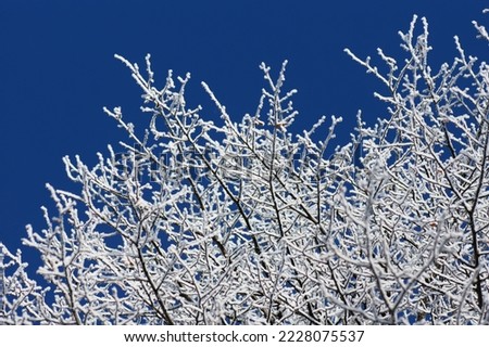 Maple trees covered in frost or snow with bright blue sky