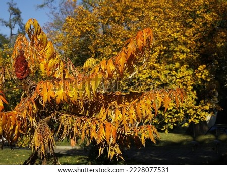 view at golden autumn leaves of sumac tree 