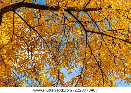The vibrant leaves of a bitternut hickory tree in fall, with a blue sky behind Royalty-Free Stock Photo #2228078409