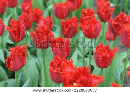 Red fringed tulips (Tulipa) Valery Gergiev bloom in a garden in March Royalty-Free Stock Photo #2228079097