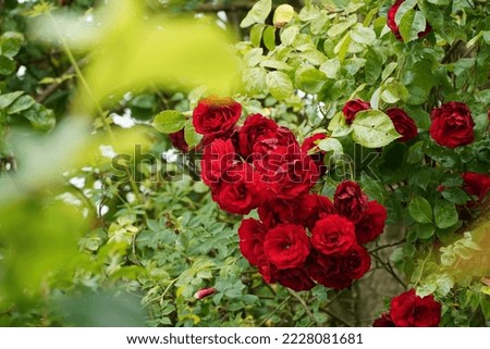 Garden roses  or  Hibiscus rosa-sinensis, a plant known by the common name Dheeraj