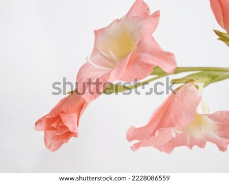 Branch of pink gladiolus. Pink gladioli flowers on white background. Sword lily on white surface. Soft pink flower. Minimalist flora. Floral layout, card, valentines, love, close up. Pink aesthetic.  Royalty-Free Stock Photo #2228086559