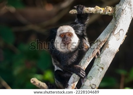 White-headed marmoset photographed in Itaunas, Espírito Santo - Southeast of Brazil. Atlantic Forest Biome. Picture made in 2009."