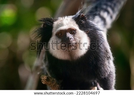 White-headed marmoset photographed in Itaunas, Espírito Santo - Southeast of Brazil. Atlantic Forest Biome. Picture made in 2009."