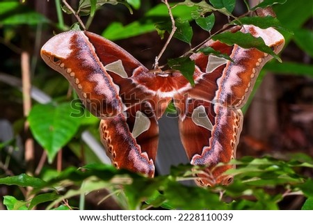 Mirror Moth photographed in Itaunas, EspIrito Santo - Southeast of Brazil. Atlantic Forest Biome. Picture made in 2009."