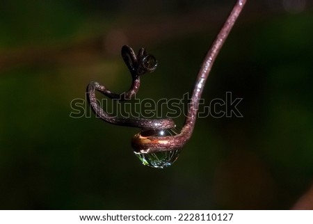 Raindrop photographed in Itaunas, EspIrito Santo - Southeast of Brazil. Atlantic Forest Biome. Picture made in 2009."