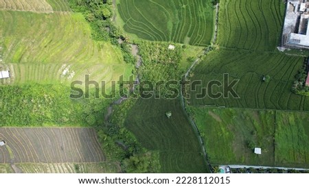 The Pererenan Paddy Rice Fields Of Bali, Indonesia