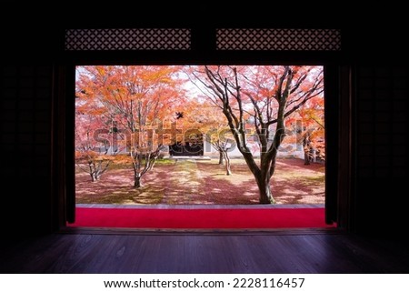 maple or Momiji in the garden, autumn leaves in Japan.