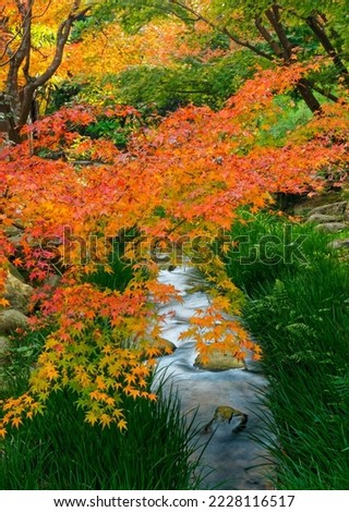 maple or Momiji in the garden, autumn leaves in Japan.