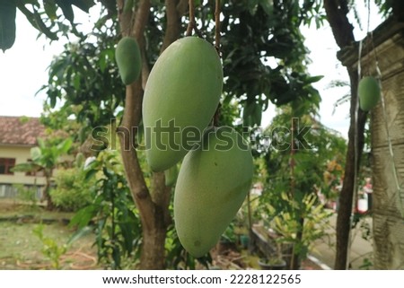 some manggo named mahatir can be big