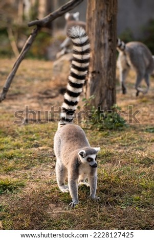 Ring-tailed lemur walking in the park searching for food, vertical image with copy space for text