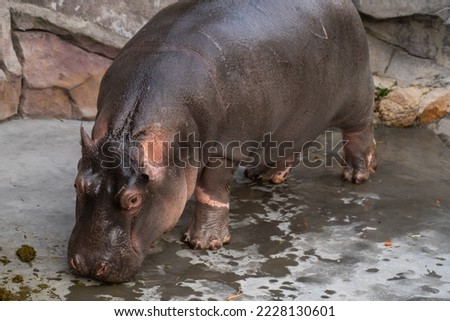 Baby hippo out of the water. The mammal smells ground in search of food. Photo of herbivore. Animal photo