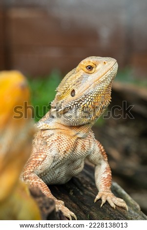 bearded dragon on ground with blur background
