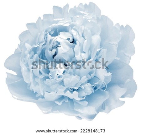 Light  blue  peony flower  on white isolated background with clipping path. Closeup. For design. Nature. 