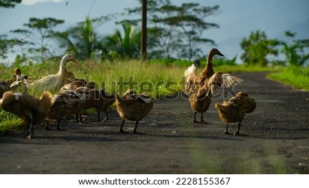 A flock of ducks are sunbathing on the paved road after returning from the rice fields
