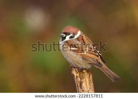 Eurasian tree sparrow (Passer montanus) Royalty-Free Stock Photo #2228157811