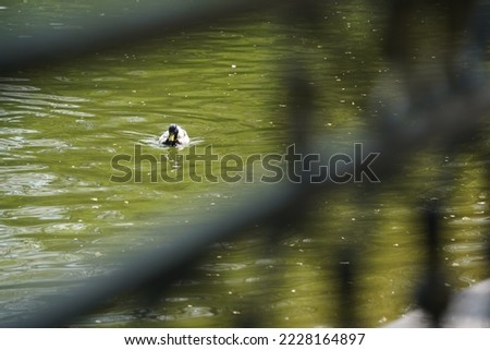 A duck swims in a city park pond.