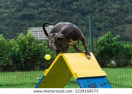 Blue nose Pit bull dog playing and having fun in the park. Grassy floor, agility ramp, ball. Selective focus. Dog park.