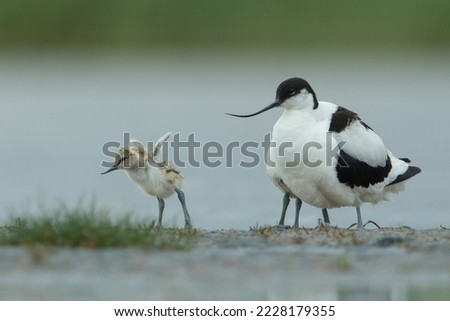 Chick of Recurvirostra avosetta or pied avocet moving wings like practice flying adjacent to adult with chick under wing