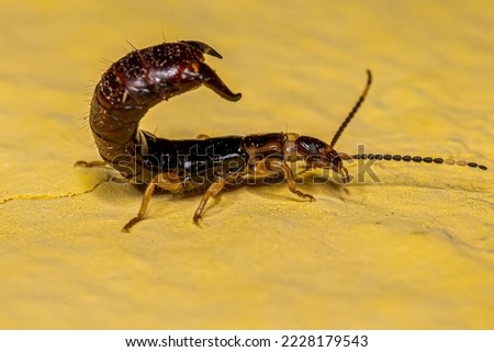 Small Common Earwig of the order Dermaptera