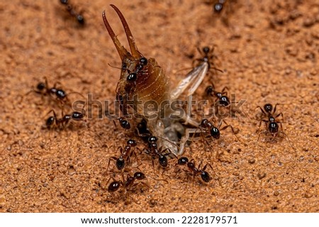 Adult Female Big-headed Ants of the Genus Pheidole preying on an adult Earwig insect of the Order Dermaptera