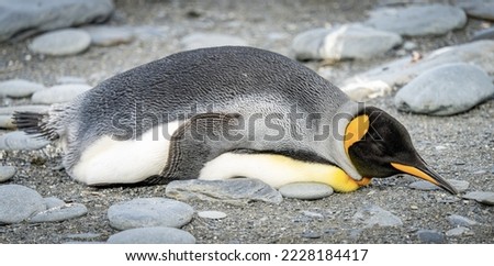 single king penguin (APTENODYTES PATAGONICUS) lies sleeping or resting on the beach of South Georgia