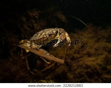 A close-up picture of a crab with a dark background. Picture from The Sound, between Sweden and Denmark