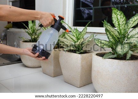 watering plants in pots.  aglaonema chinese evergreen in a ceramic pot.  flower decoration on the terrace of the house or apartment.  green house concept Royalty-Free Stock Photo #2228220497
