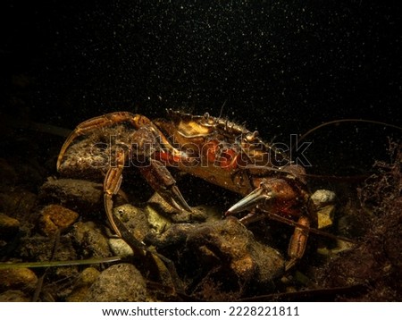 A close-up picture of a crab with a dark background. Picture from The Sound, between Sweden and Denmark
