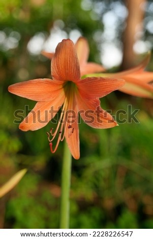 Blossoms of Amaryllis flower images photos.