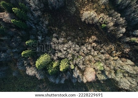 Aerial view of a forest without foliage in late autumn