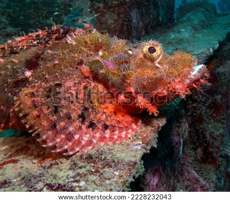 A Bearded scorpionfish resting on the wing of an airplane wreck Boracay Philippines