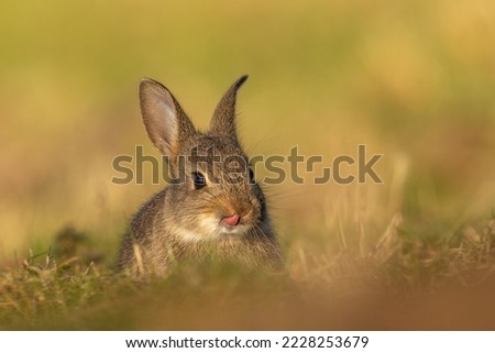 Young wild bunny from local field