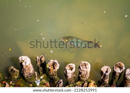 Fish in a puddle in Singapore