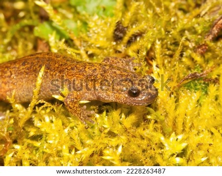 Natural closeup of the rare Japanese Tsushima salamander, Hynobius tsuensis sitting on green moss