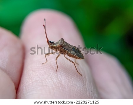Anasa tristis is a species of insect in the family Coreidae Royalty-Free Stock Photo #2228271125