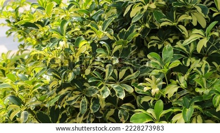 Schefflera plant or walisongo is a woody plant that has the shape of an umbrella with 12 strands Royalty-Free Stock Photo #2228273983