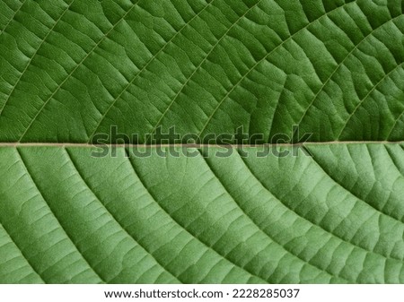close up green leaf texture, leaf of Red Vein Kratom ( Mitragyna speciosa (Korth.) Havil. )