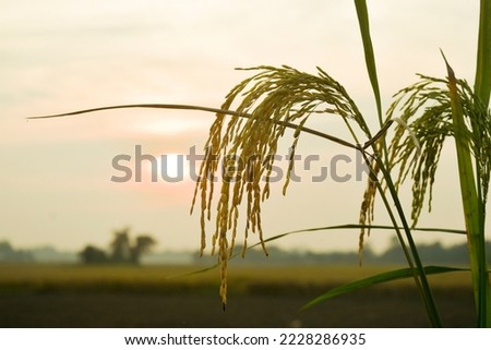Paddy Field Stock Photos, Sky photo, Rice Plant